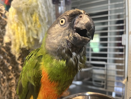 Piper Marie