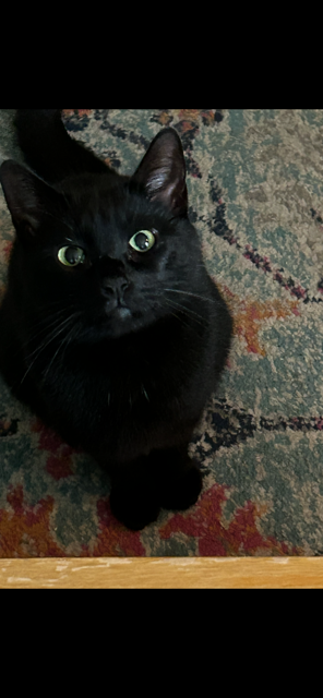Luna Bellatrix