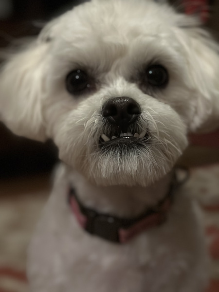 Lulu Gus
