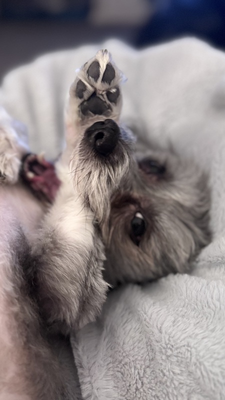Piper