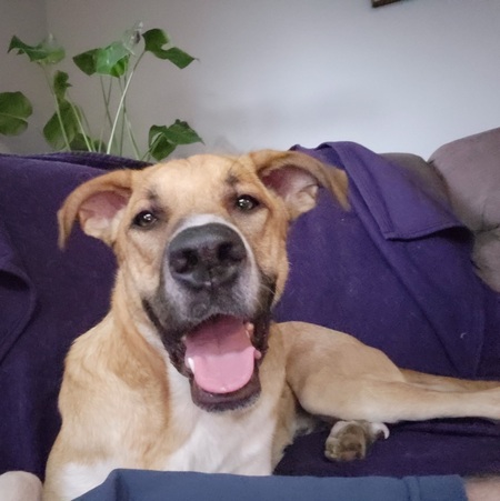Otis