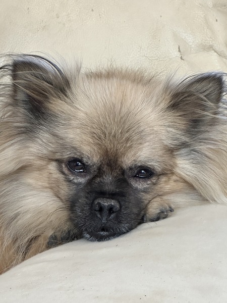 Kokomo
