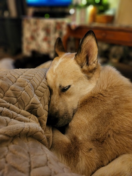 Sawyer