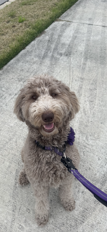 Stella