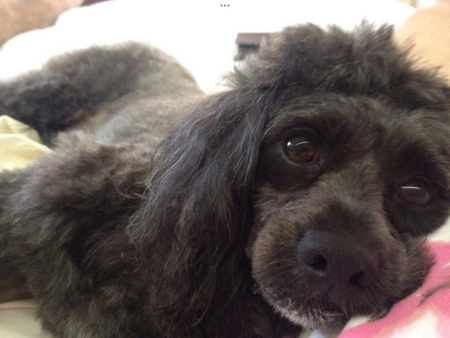 Beau