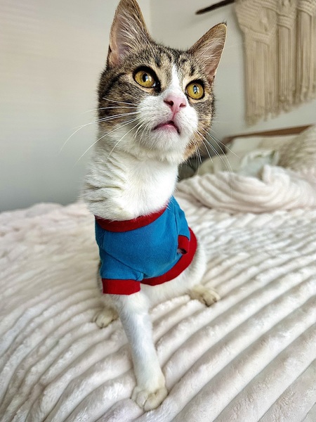 Tripod Joey
