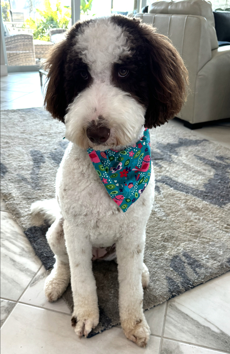 Tillie Tallulah 