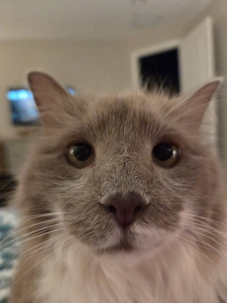 Felixus Grumpus