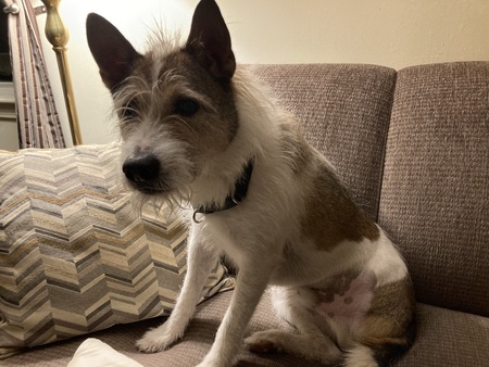 Rocko