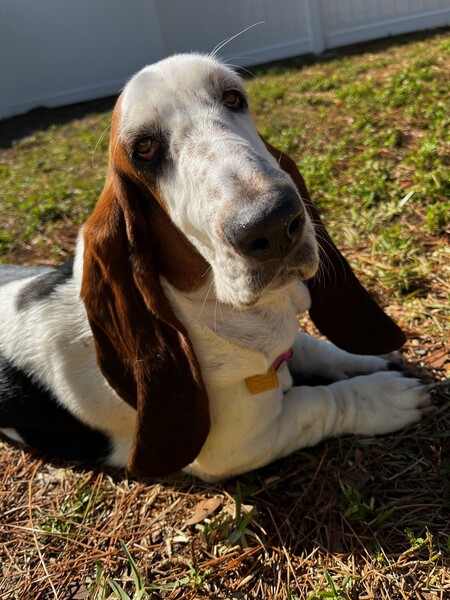 Lucy 