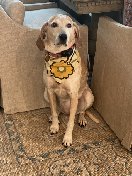 Lulu