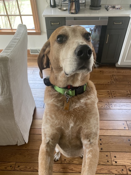 Rufus