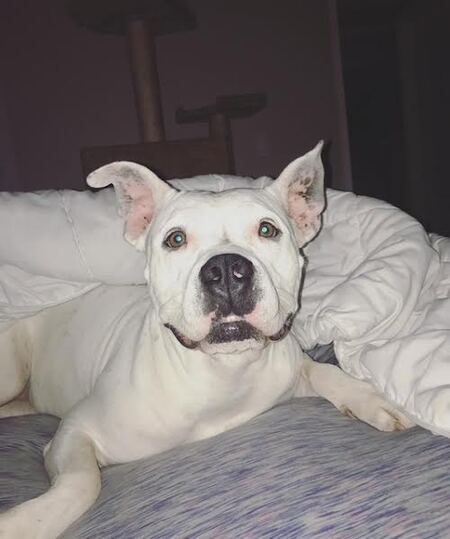Lacey