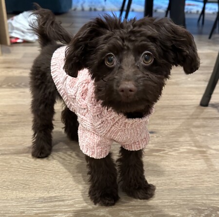 Hazel