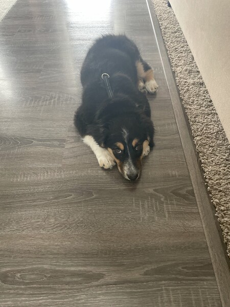 Kimber