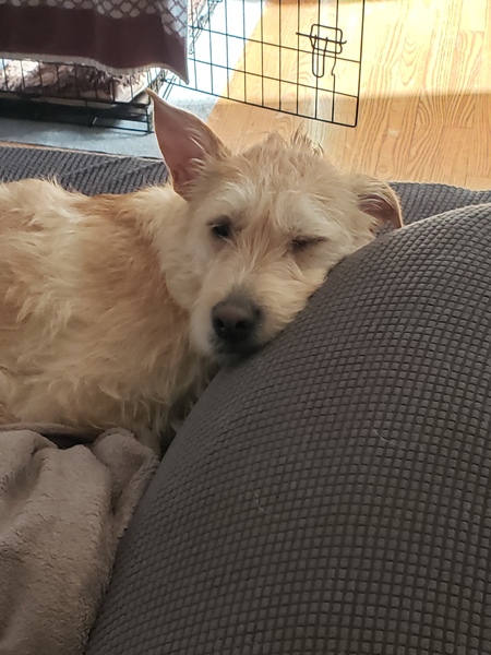 Sophie