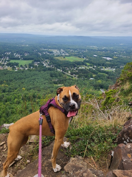 Reba
