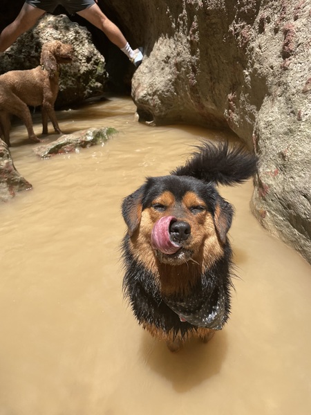 Brutus