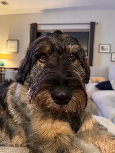 Chewie