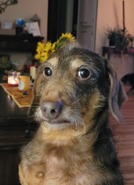 Bilbo