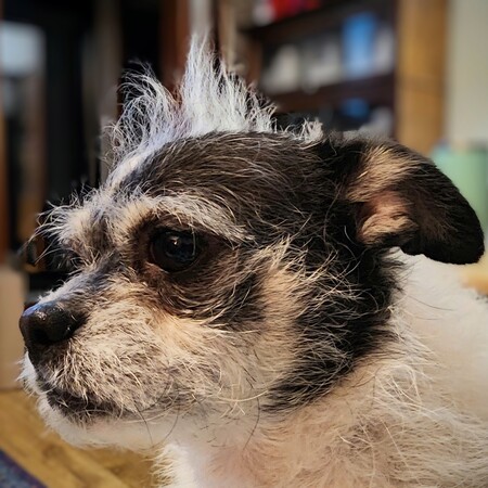 Pip-Squeak 