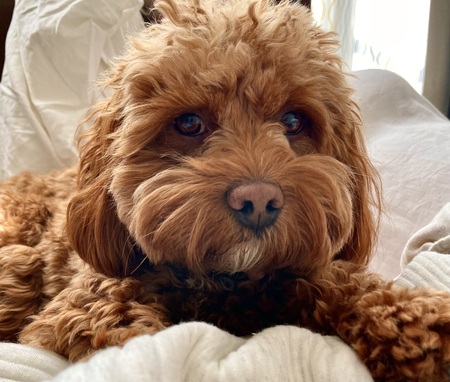 Bailey