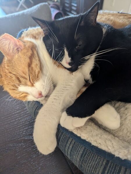 Waffles (orange) and Grayson (b&w)