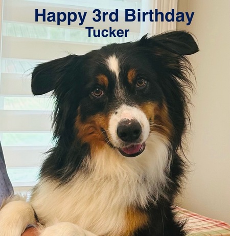 Tucker