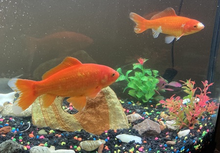Finn & Gill