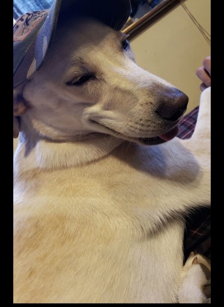 Nala 