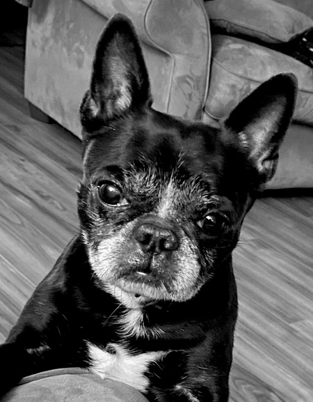 Koda