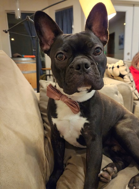 Louie