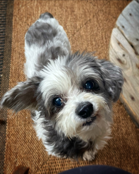Gracie