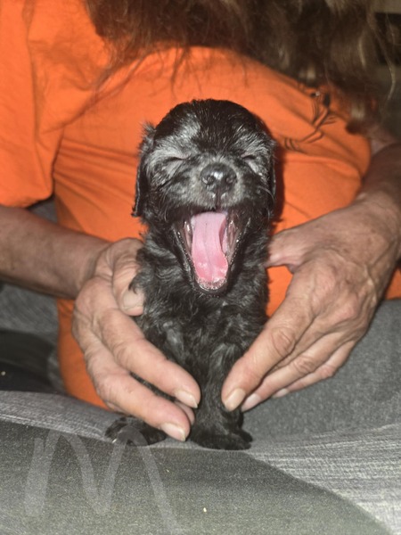 pupper