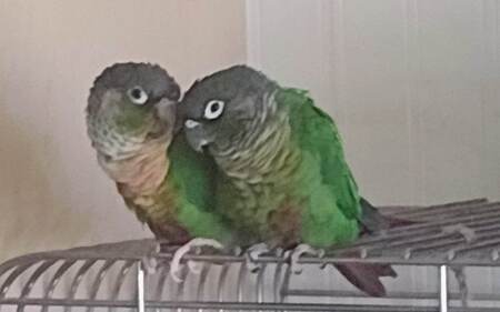 chichi ziggy