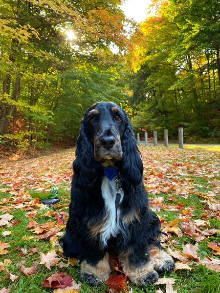 Frankie