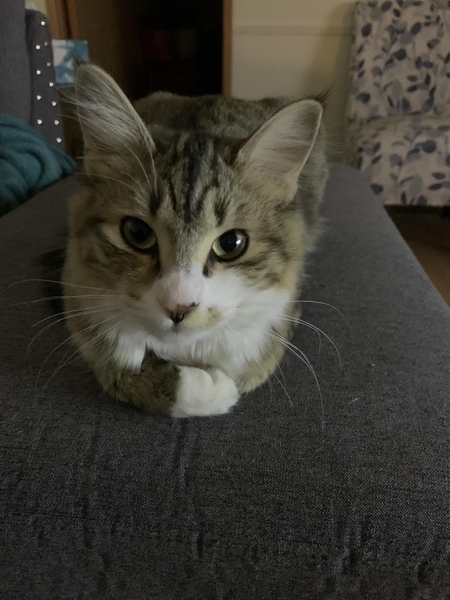 Lily