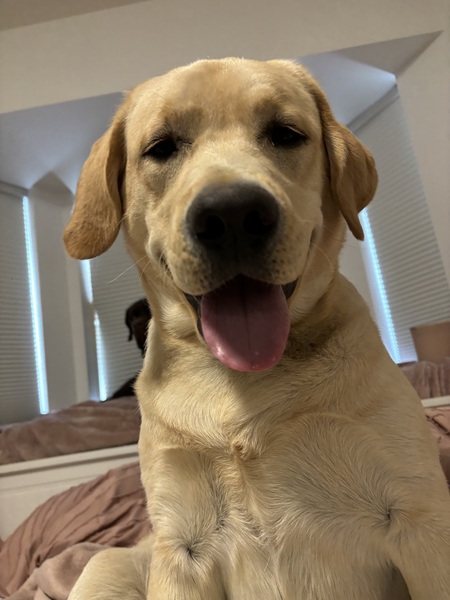 Angus