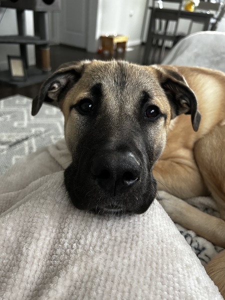 Bella