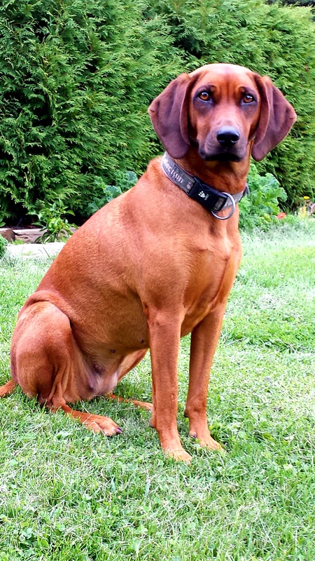 Ginger