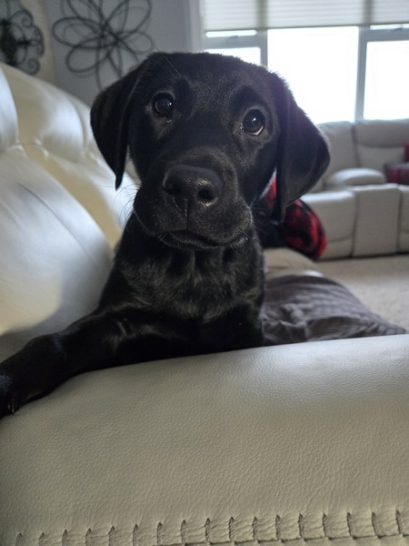 Oliver  "Ollie"