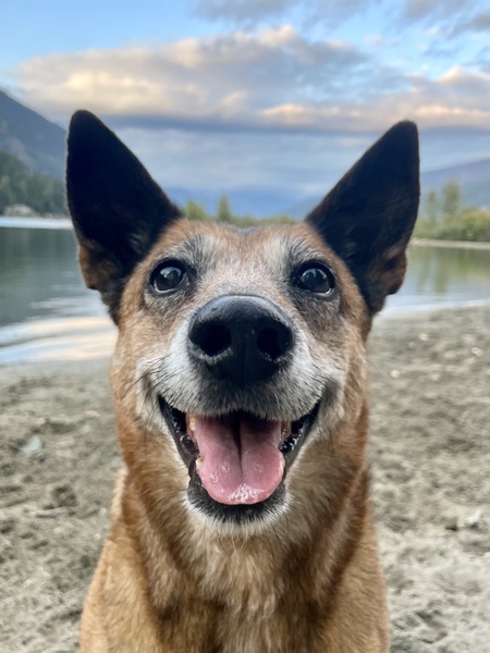 Nikita 