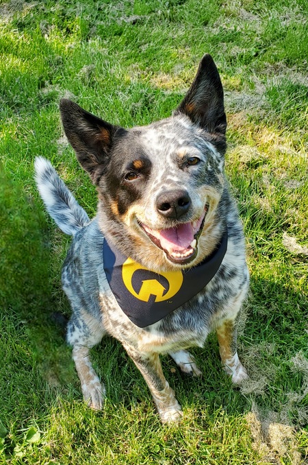 Bandit