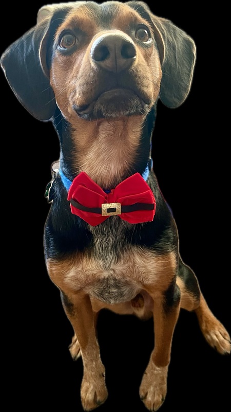 Cooper 