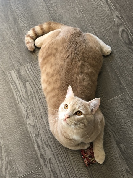 Milo