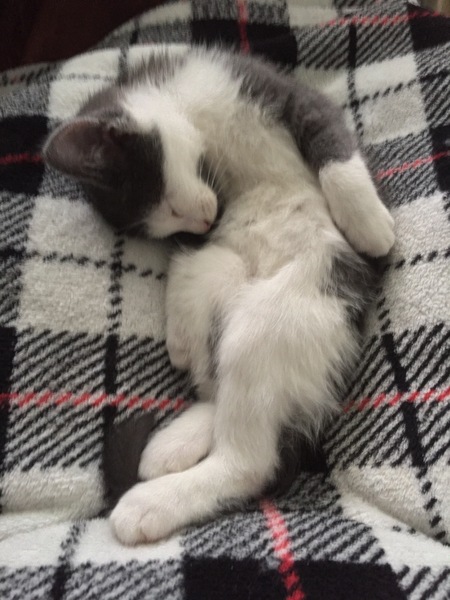 Rigel