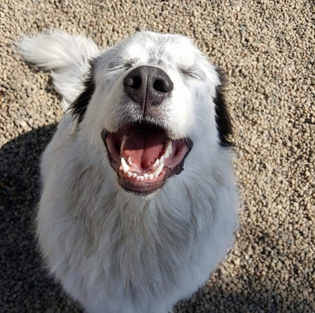 Odin