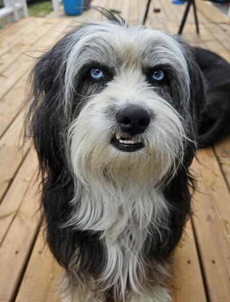 Muppet 
