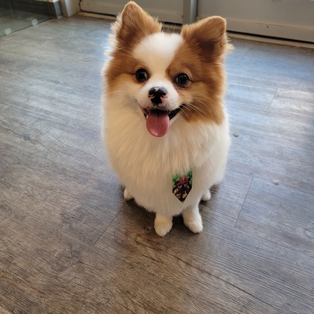 Gizmo