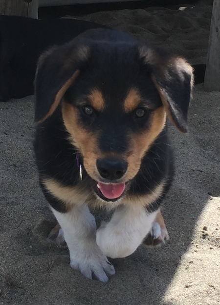 Thor